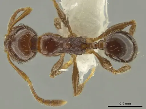 Pheidole delicata specimen CASENT0644185 image casent0644185_1