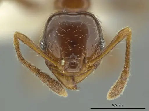 Pheidole delicata specimen CASENT0644185 image casent0644185_2