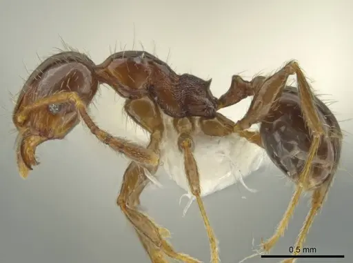 Pheidole delicata specimen CASENT0644185 image casent0644185_3