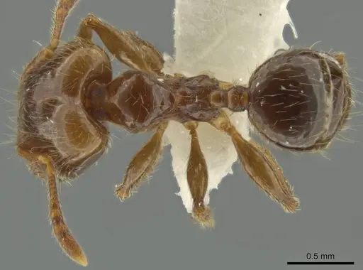 Pheidole delicata specimen JTLC000016362 image jtlc000016362_1