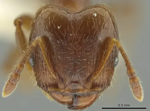 Pheidole delicata specimen JTLC000016362 image jtlc000016362_2