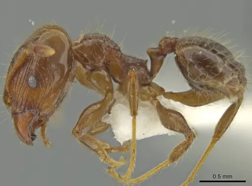 Pheidole delicata specimen JTLC000016362 image jtlc000016362_3