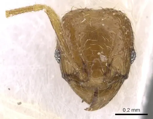 Pheidole deltea specimen CASENT0901640 image casent0901640_1