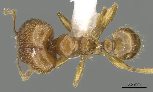 Pheidole deltea specimen CASENT0901641 image casent0901641_1