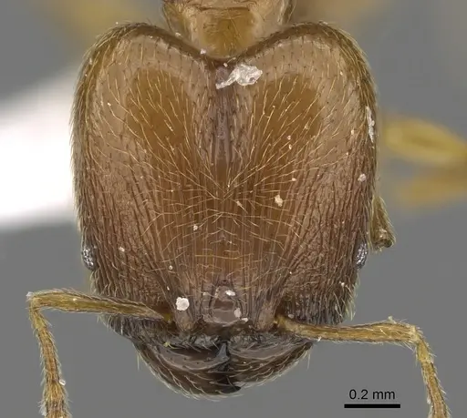 Pheidole deltea specimen CASENT0901641 image casent0901641_2