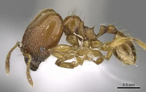 Pheidole deltea specimen CASENT0901641 image casent0901641_3