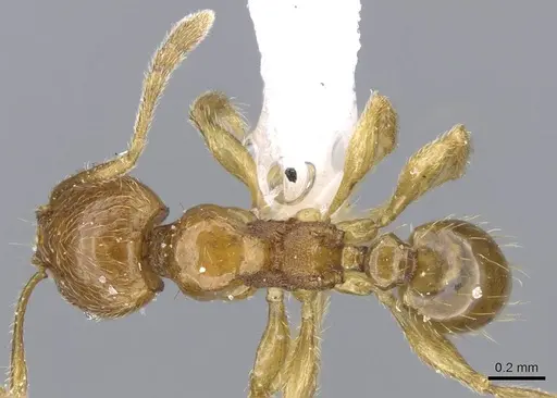 Pheidole deltea specimen CASENT0922205 image casent0922205_1