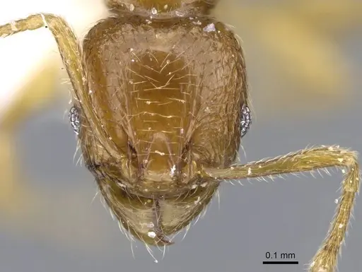 Pheidole deltea specimen CASENT0922205 image casent0922205_2
