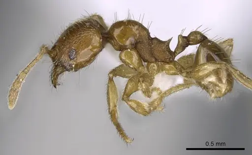 Pheidole deltea specimen CASENT0922205 image casent0922205_3