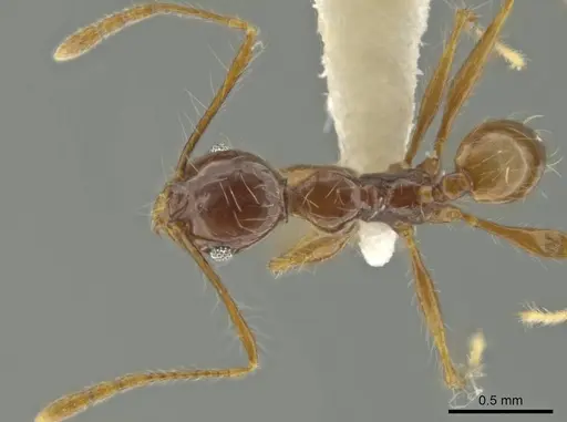 Pheidole demeter specimen CASENT0644186 image casent0644186_1