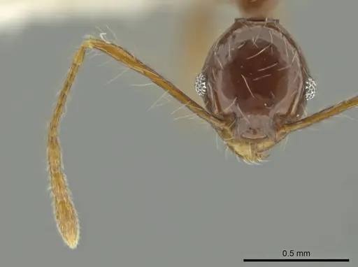 Pheidole demeter specimen CASENT0644186 image casent0644186_2