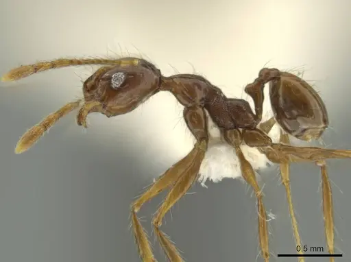 Pheidole demeter specimen CASENT0644186 image casent0644186_3