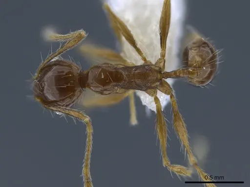 Pheidole demeter specimen CASENT0650580 image casent0650580_1