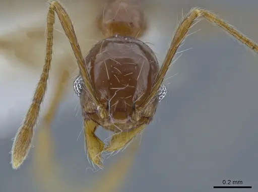 Pheidole demeter specimen CASENT0650580 image casent0650580_2