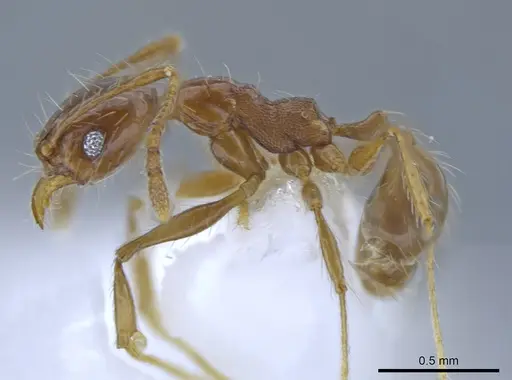 Pheidole demeter specimen CASENT0650580 image casent0650580_3