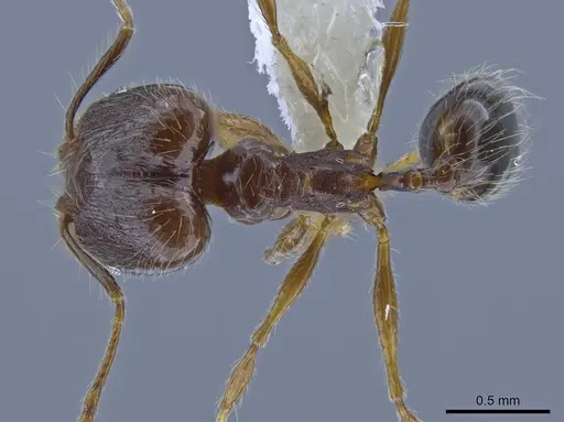 Pheidole demeter specimen CASENT0650581 image casent0650581_1