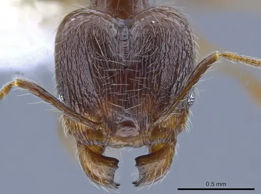 Pheidole demeter specimen CASENT0650581 image casent0650581_2