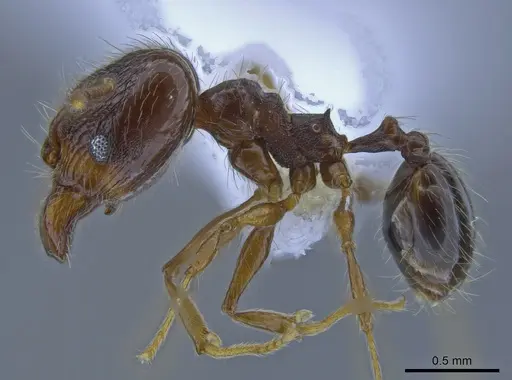 Pheidole demeter specimen CASENT0650581 image casent0650581_3