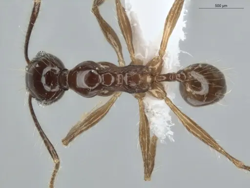 Pheidole demeter specimen ECOFOG-MI15-0378-45 image ecofog-mi15-0378-45_1