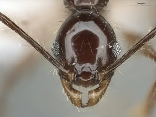 Pheidole demeter specimen ECOFOG-MI15-0378-45 image ecofog-mi15-0378-45_2