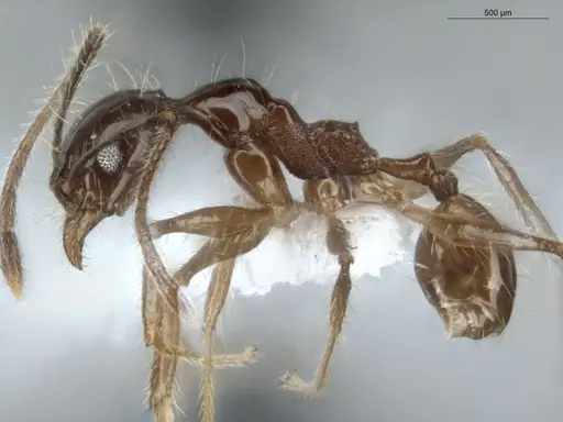 Pheidole demeter specimen ECOFOG-MI15-0378-45 image ecofog-mi15-0378-45_3