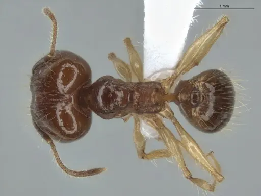 Pheidole demeter specimen ECOFOG-MI15-0378-52 image ecofog-mi15-0378-52_1