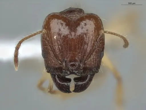 Pheidole demeter specimen ECOFOG-MI15-0378-52 image ecofog-mi15-0378-52_2
