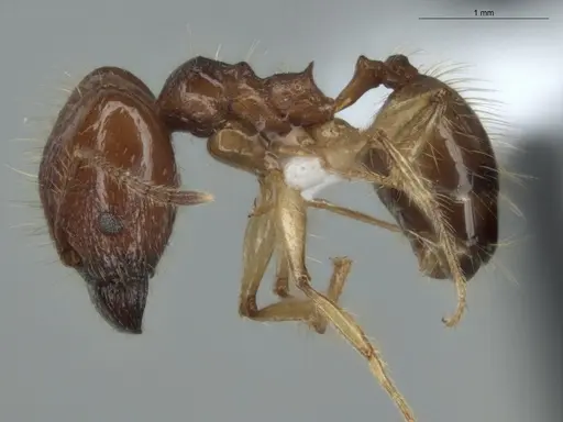 Pheidole demeter specimen ECOFOG-MI15-0378-52 image ecofog-mi15-0378-52_3