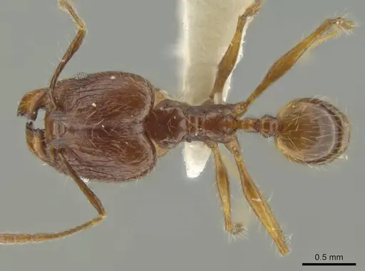 Pheidole demeter specimen JTLC000016363 image jtlc000016363_1