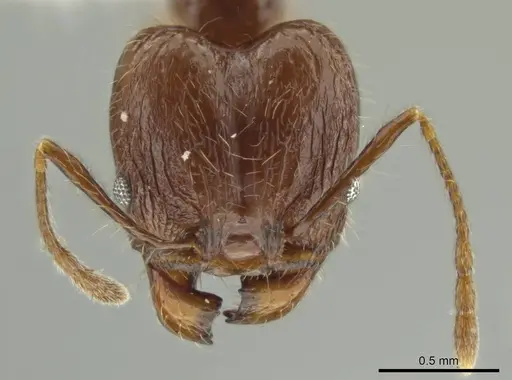 Pheidole demeter specimen JTLC000016363 image jtlc000016363_2