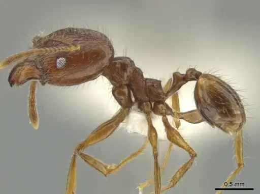 Pheidole demeter specimen JTLC000016363 image jtlc000016363_3