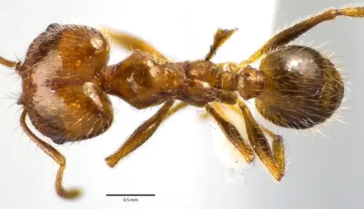 Pheidole dentata specimen ANTWEB1041649 image antweb1041649_1