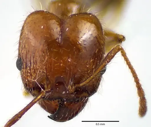 Pheidole dentata specimen ANTWEB1041649 image antweb1041649_2