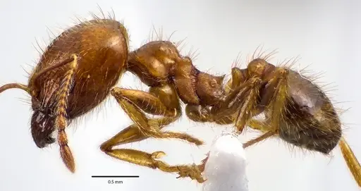 Pheidole dentata specimen ANTWEB1041649 image antweb1041649_3