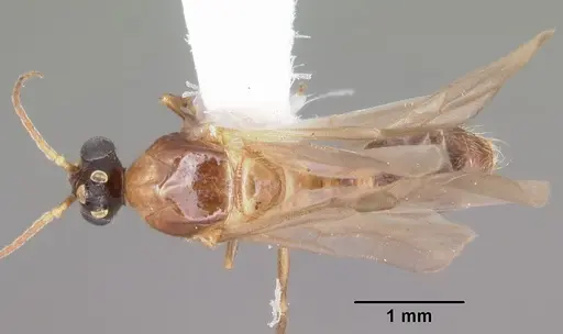 Pheidole dentata specimen CASENT0103872 image casent0103872_1