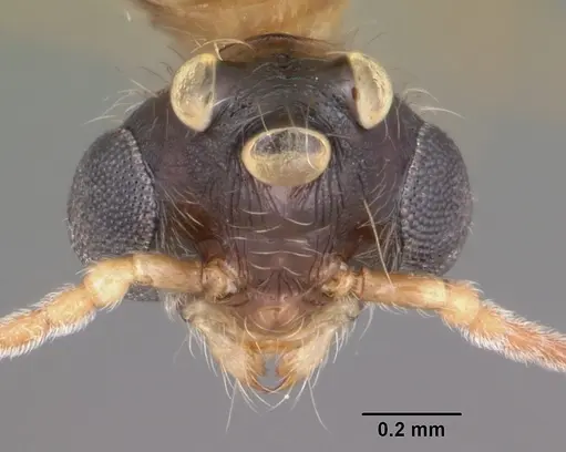 Pheidole dentata specimen CASENT0103872 image casent0103872_2