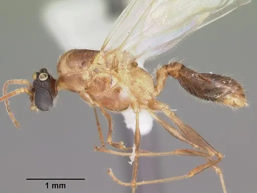 Pheidole dentata specimen CASENT0103872 image casent0103872_3