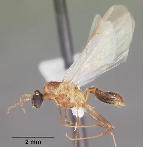 Pheidole dentata specimen CASENT0103872 image casent0103872_4