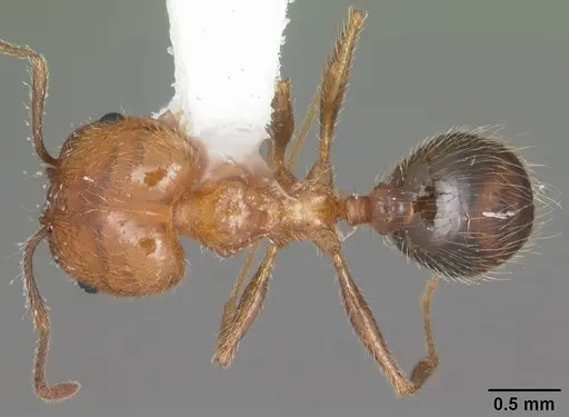 Pheidole dentata specimen CASENT0103882 image casent0103882_1