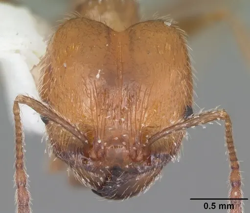 Pheidole dentata specimen CASENT0103882 image casent0103882_2