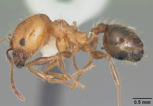 Pheidole dentata specimen CASENT0103882 image casent0103882_3