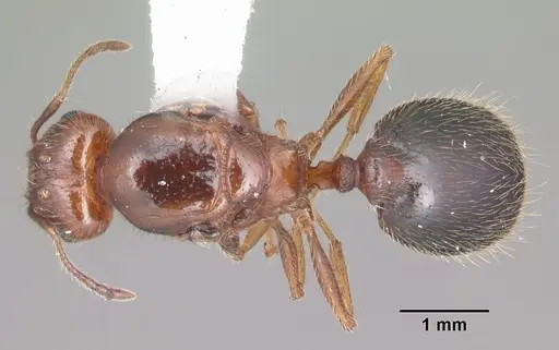 Pheidole dentata specimen CASENT0103883 image casent0103883_1