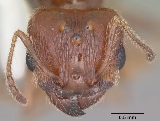Pheidole dentata specimen CASENT0103883 image casent0103883_2