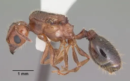 Pheidole dentata specimen CASENT0103883 image casent0103883_3