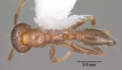 Pheidole dentata specimen CASENT0104240 image casent0104240_1