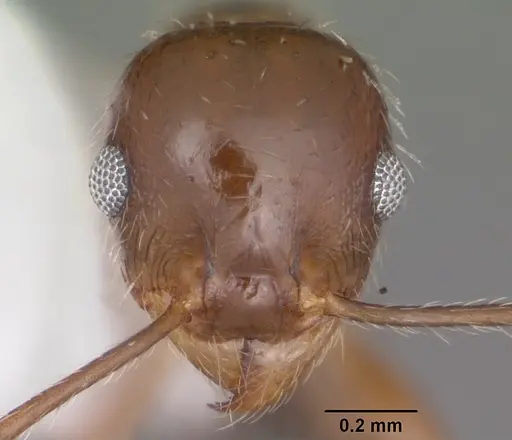 Pheidole dentata specimen CASENT0104240 image casent0104240_2