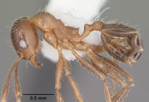 Pheidole dentata specimen CASENT0104240 image casent0104240_3