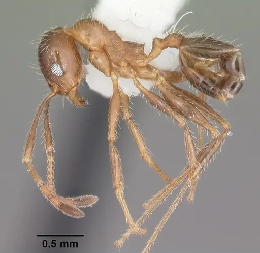 Pheidole dentata specimen CASENT0104240 image casent0104240_4