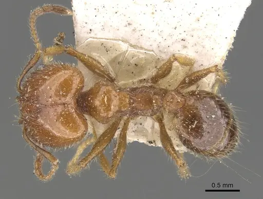 Pheidole dentata specimen CASENT0901475 image casent0901475_1