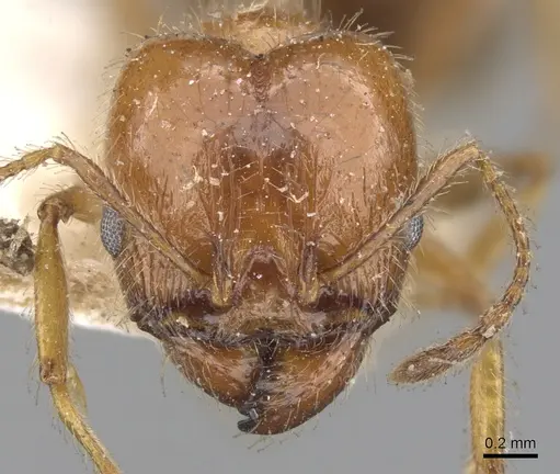 Pheidole dentata specimen CASENT0901475 image casent0901475_2